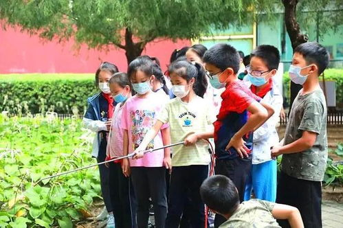 课堂开到田间地头,朝阳各校让劳动教育在泥土里 生根发芽