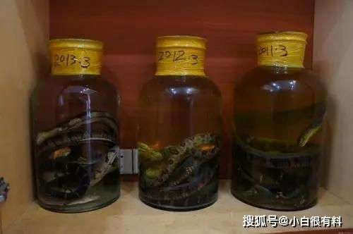 酒变成蛇的洗澡水 毒蛇泡酒一年,开瓶却窜出咬人,为何还没死