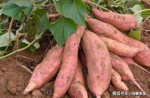 适合春天吃的3种食物,美容养颜 滋润肌肤,爱吃就赚了