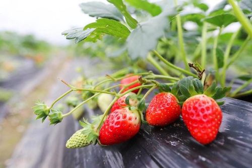 觉得自己种草莓很难吗 自己种 自己制作美食吃,美美哒