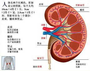 医生 晨起这些现象需留意,可能是疾病早期征兆 