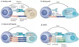 NK细胞 最好的医生就是你自己 