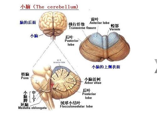 小脑畸形的宝宝怎么办