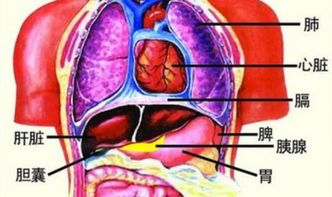 五藏六府到底是些什么 