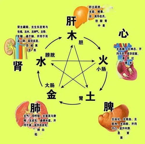 中医五大主要学说