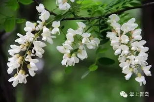 五月槐花香,一把槐花你能吃出几种花样