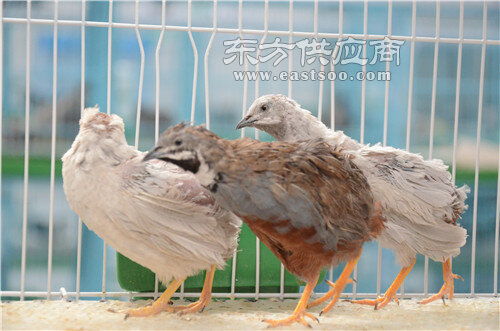 花色芦丁鸡原产地 安徽芦丁鸡 福建芦丁鸡图片 