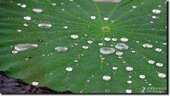 夏日雨荷