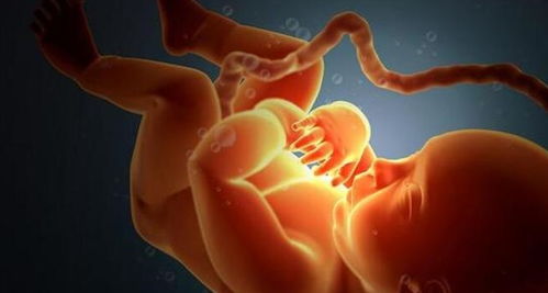 孕6个月,是胎儿脐带绕颈的 高发期 ,孕妇早知道早预防