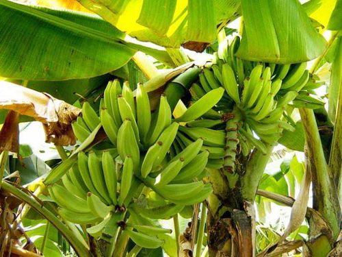 钙肥对香蕉种植的重要性,需求量有多大