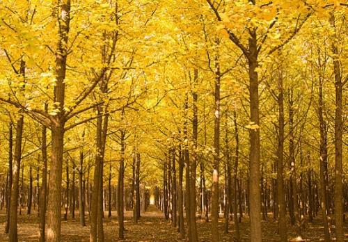 秋天的树叶为什么会变黄 
