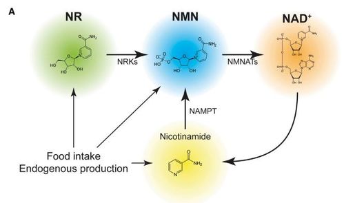 烟酰胺已成过去,NMN或更有效护肤抗衰