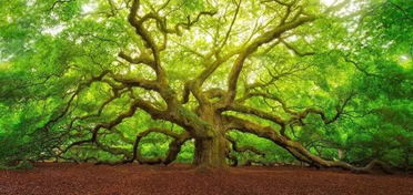 全球最美的15棵树, 你想去拍哪棵