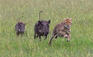 奇怪 猎豹竟被两只疣猪追着跑