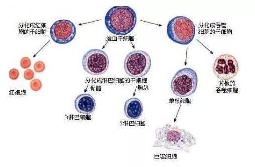 知识科普 认识细胞 人体组成的基本单位