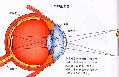 影响世界的重要实验 小孔成像 眼睛成像原理