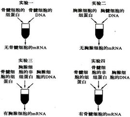 1.请根据实验的目的要求选择装置序号并按照实验的组装要求排序 如实验需要.序号可重复使用 .目的要求 检测不同条件下CO2的产生. 有氧条件下 ,无氧条件 青夏教育精英家教网 