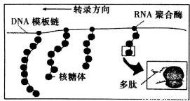 如图所示细胞中所含的染色体.下列有关叙述正确的是A.图a含有2个染色体组.图b含有3个染色体组B.如果图b表示体细胞.则图b代表的生物一定是三倍体C.如果图c代表由受精卵发育成的生物的体细胞 