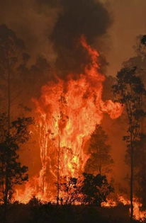 澳大利亚丛林大火 城镇被摧毁 多图