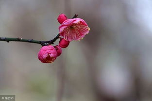 今天立春,可是立春有哪些禁忌 估计你很多都不知道的风俗 