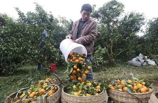 又一水果走下神坛,价格一跌再跌,有果农扛价不卖结果赔的更多