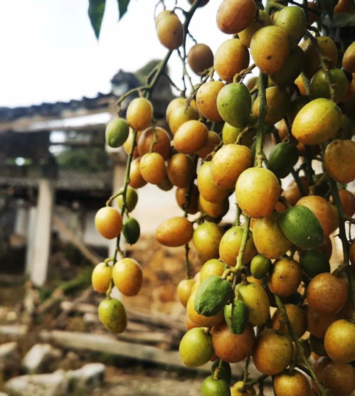 黄皮出圈 今夏最火茶饮,南方人的快乐,北方人不懂