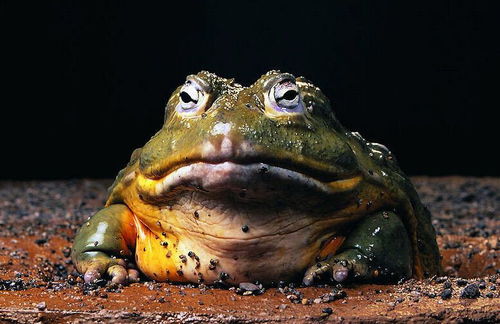 牛蛙 蛙类养殖专业委员会被撤销,以后吃不到牛蛙了