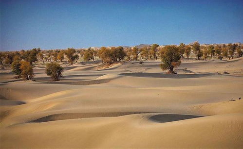 游客看到 塔克拉玛干沙漠 ,网友 这景观简直是大自然的杰作