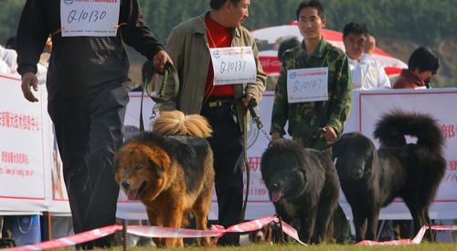 运用格斗技巧,普通人能赤手空拳打过中大型猛犬吗 