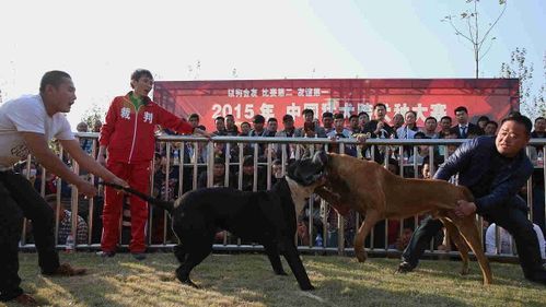 运用格斗技巧,普通人能赤手空拳打过中大型猛犬吗 