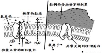 如图是高等生物多聚核糖体合成肽链的过程.有关该过程的说法正确的是 A.该图表示翻译的过程.图中核糖体沿mRNA链从左向右移动B.该多聚核糖体合成的多条肽链在氨基酸的排列顺序上互不相同 