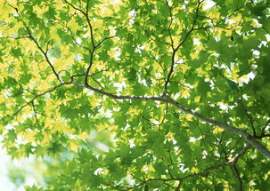 叶脉枝叶绿色背景绿叶植物叶子树叶素材图片