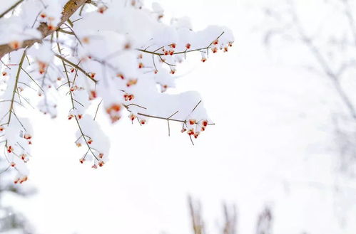 小雪 外一首 文 望海 河北