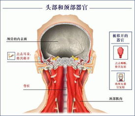 人头部器官都有哪些 