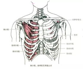 胸壁深层结构 