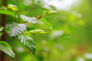 雨后端午拾景