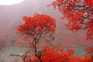 最美的不是下雨天,是与你赏过美景的秋天 一起来看重庆的秋 
