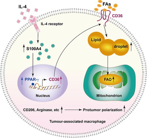 秦志海课题组揭示S100A4通过重编程脂肪酸氧化驱动M2型肿瘤相关巨噬细胞形成的分子机制