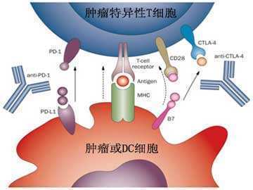 细胞存储银行都能存什么细胞呢