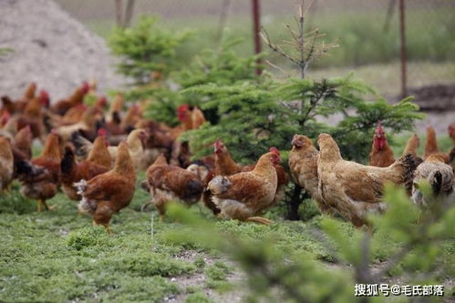 养鸡技术 蛋鸡淘汰后空舍的清理与消毒