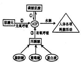 人体运动时的三种供能系统是什么 