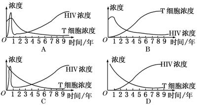 下图代表人体体液免疫的过程.相关叙述正确的是 A.细胞Ⅰ和细胞Ⅱ均能识别抗原 B.在①和⑨所在的阶段中.可能有吞噬细胞的参与 C.免疫过程⑥比⑦要慢.免疫效应 