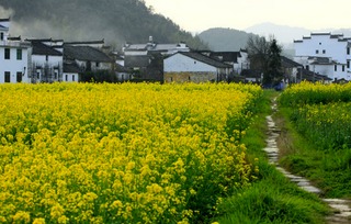 还有一个月油菜花开成海 全国六大赏油菜花海胜地