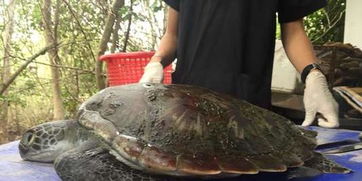 300只海龟被浸在渔网里(海龟的作文300字)