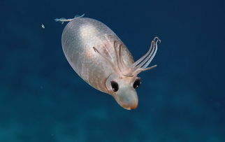 夏威夷海域发现罕见生物