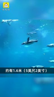 新西兰发现超大企鹅化石 ,生活于6000万年前,和人一样高