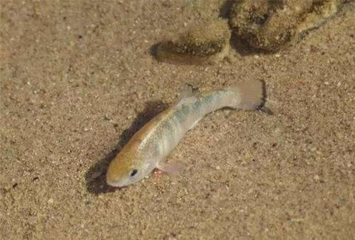 鱼都生活在水中,为什么它可以生活在沙漠中 存在超5万年