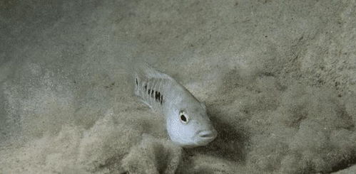还真有鱼在沙漠里生存 只存在30只的沙漠鱼,和世界隔绝了5万年