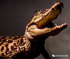 有人在滹沱河放生鳄鱼 有关部门提醒游客切勿下河游泳 