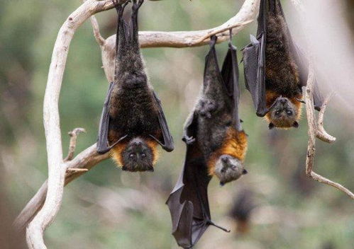 澳洲几十万蝙蝠涌入城市,一小镇树上挂满蝙蝠,太恐怖了